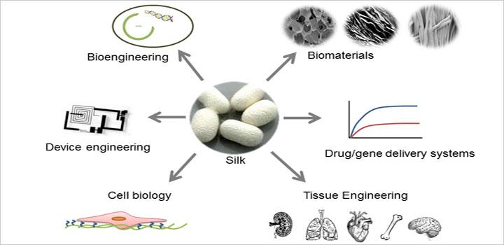diagram depicting David Kaplan's research involving silk