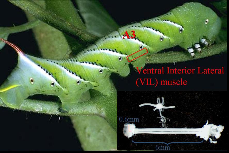 A fifth instar Manduca sexta caterpillar illustrating the position of the ventral internal lateral muscle in the third abdominal body segment