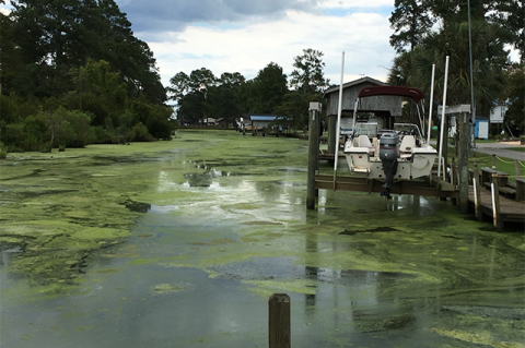 Cyanobacterial bloom in the Pamlico River in North Carolina.