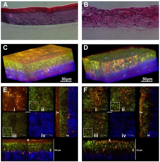 Histology and fluorescence based images of Engineered Epithelial Tissue Equivalents