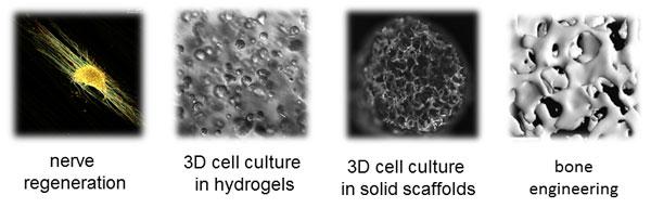 photo collage of nerve regeneration, 3-D cell culture in hydrogels, 3-D cell culture in solid scaffolds, and bone engineering