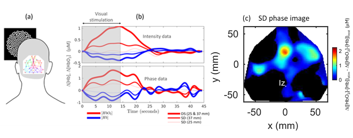 (a) Visual stimulation protocol. (b) Folding average of D[HbO2] and D[Hb] measured with FD-NIRS data (c) Functional activation image of the primary visual cortex.