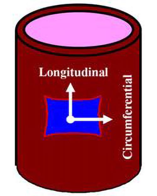 model of longitudinal and circumferential distances of abdominal aorta