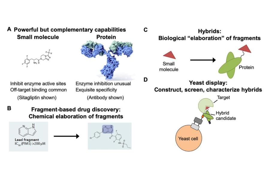 Diagram displaying four examples of hybrids as an approach to make proteins more "druglike"