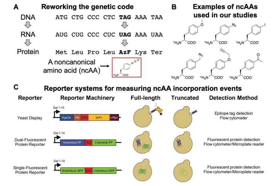 Diagram displaying a genetic code expansion with a twenty-first amino acid, selected structures of noncanonical amino acids, and reporter systems to quantify ncAA incorporation efficiency and fidelity in yeast