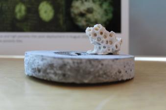 Small piece of coral growing on a grey circular block
