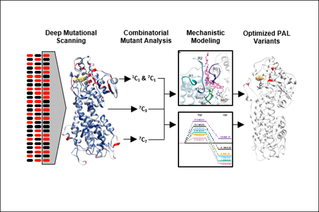The workflow for using deep mutational scanning to guide enzyme engineering and enzymology.