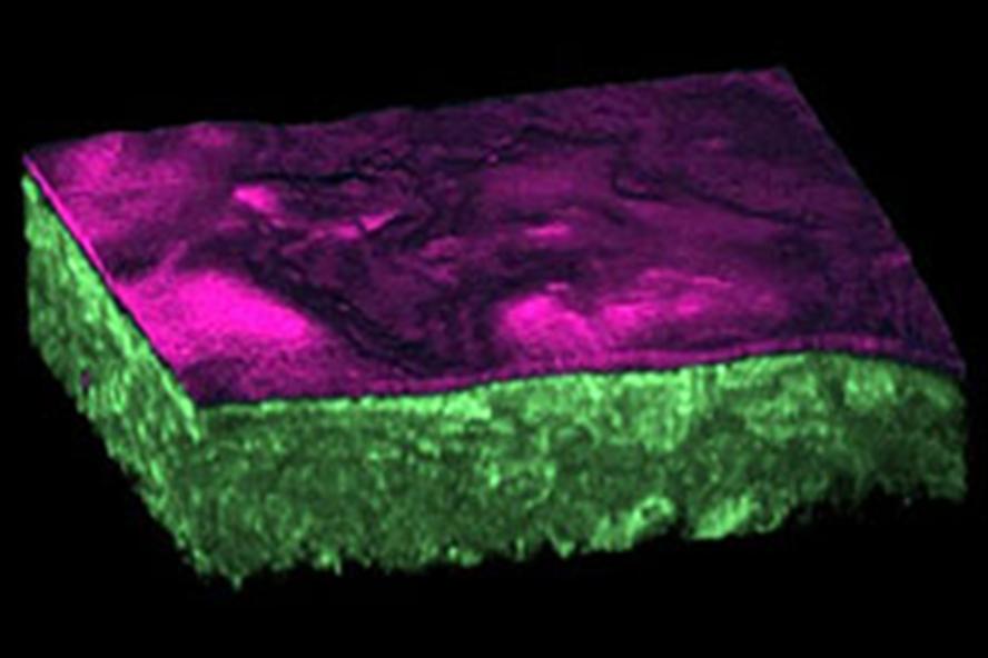 3D reconstruction of Engineered Epithelial