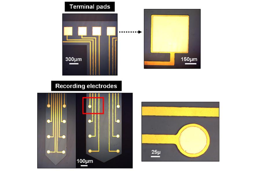 A flexible multi-electrode array intended for high resolution electromyographic E-M-G recordings fabricated using Parylene C as substrate material