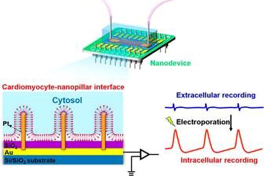 A bioelectronic heart-on-a-chip model for studying the effects of acute hypoxia on cardiac function