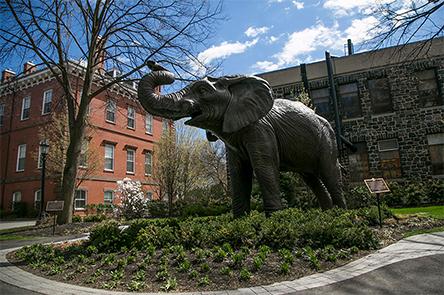 Jumbo the elephant statue on the Tufts Medford campus
