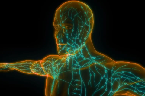 Illustration of a human body with lights linked throughout. Tufts researchers devise an mRNA-based cancer vaccine delivered directly into the lymphatic system