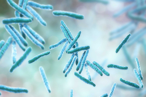 The bacteria that causes tuberculosis, Mycobacterium tuberculosis
