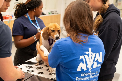 A group of students in the Adventures in Veterinary Medicine program work with a dog.