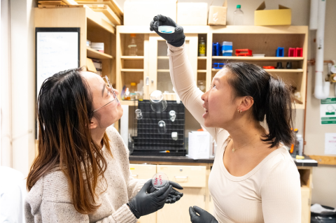 Thi Arrietty Bui, E23, EG24, and Cassidy Ho, E24 look closely at their 3D printed, biodegradable meniscus. Photo: Alonso Nichols