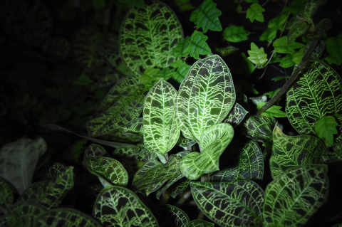 A Macodes petola jewel orchid.