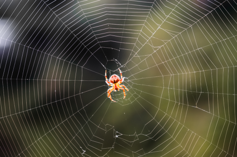 Stock image of a spider in its web.