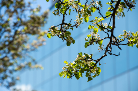 Tree branches blossom in front of the windows of the Science and Engineering Complex (SEC) on May 5, 2020. (Alonso Nichols/Tufts University)