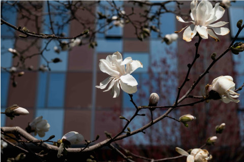 Spring flowers blooming with Tsungming Tu Engineering Complex in background