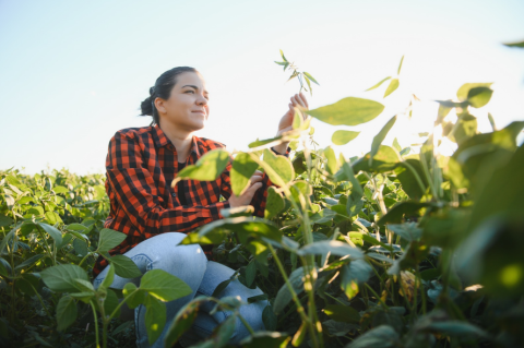 Person kneeling in a crop and observing a plant they are holding.