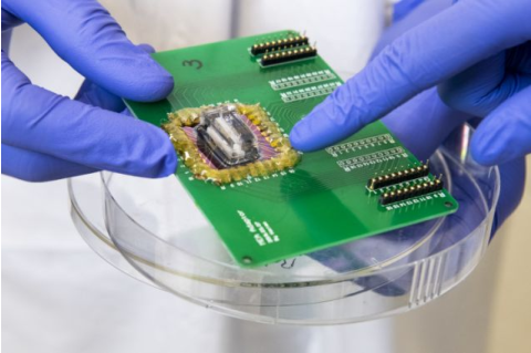 microfluidic device containing HL-1 cardiac cells