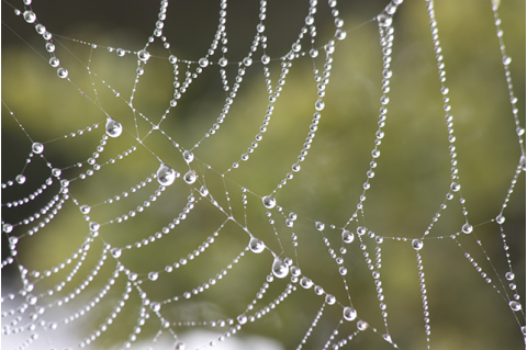 A detail photo of water on a spider web.