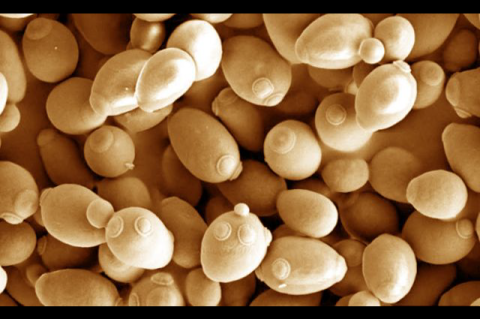 A close-up image of yeast