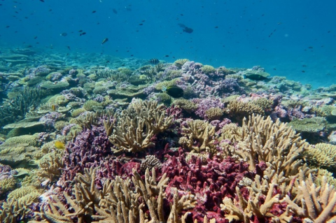 Healthy coral in shallow water at Baker reef in the Pacific