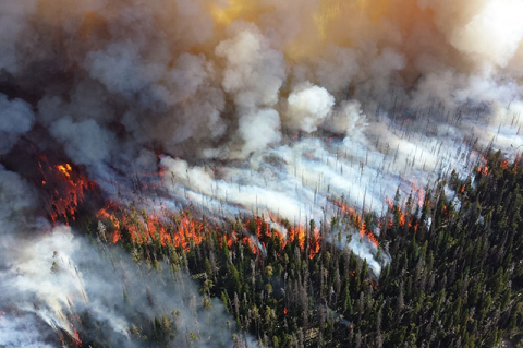 Photo of a spreading wildfire in a forest
