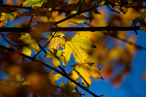Fall foliage near Medford/Somerville campus