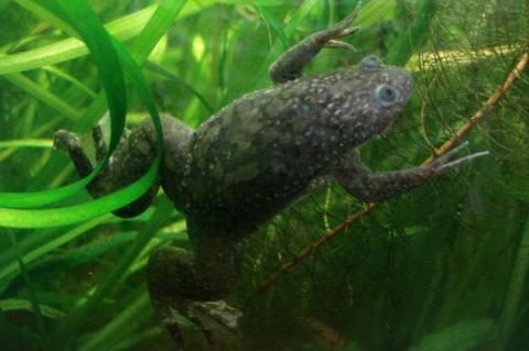 A normal African clawed frog