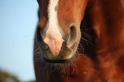 A close-up photo of a brown horse with a white stripe on its nose against a blue sky.