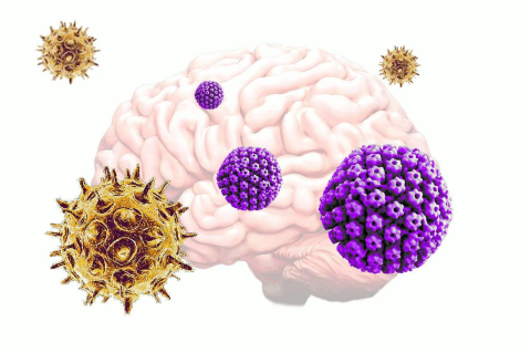 illustration of brain and two different viruses