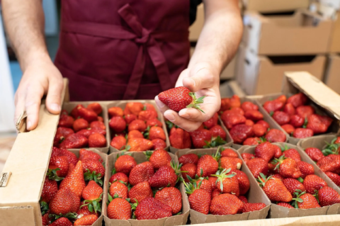 When applied to strawberries, the silk coating keeps the fruit red and firm, even after a week at room temperature. Photo: Shutterstock