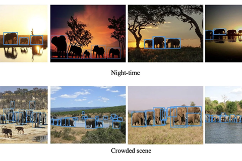 Elephant detection results from state-of-the-art AI detectors under nighttime conditions and in densely crowded gatherings. “Our approach from the beginning was saying that whatever we do, we cannot alter the elephants physically,” Karen Panetta says. “That was really important.” Images: Courtesy of Karen Panetta and Obafemi Jinadu