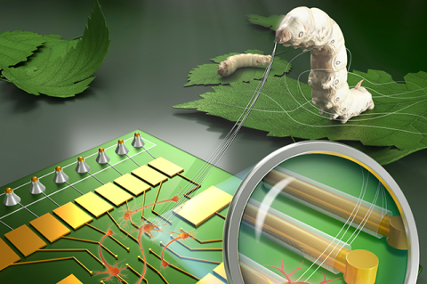 a silkworm and a microchip with silk-passivated bioelectronic devices interfaced with neurons